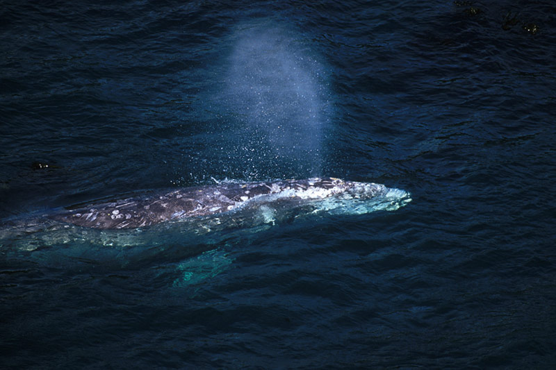 Gray Whale: Whale Watching, Vancouver Island, British Columbia, Canada