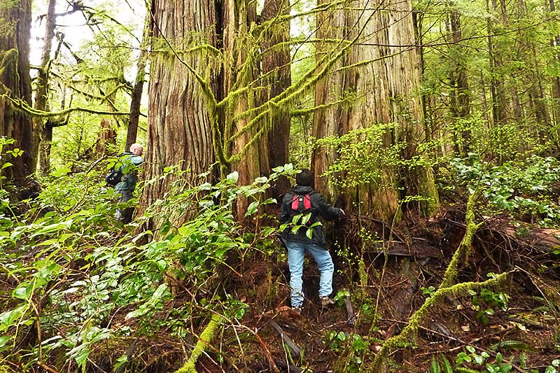 Avatar Grove, Port Renfrew, South Vancouver Island, British Columbia, Canada