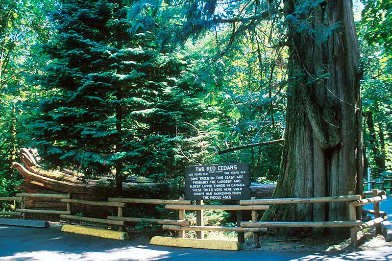 Old-growth Western Red Cedars in Goldstream Provincial Park, Langford, Victoria, Vancouver Island, British Columbia, Canada