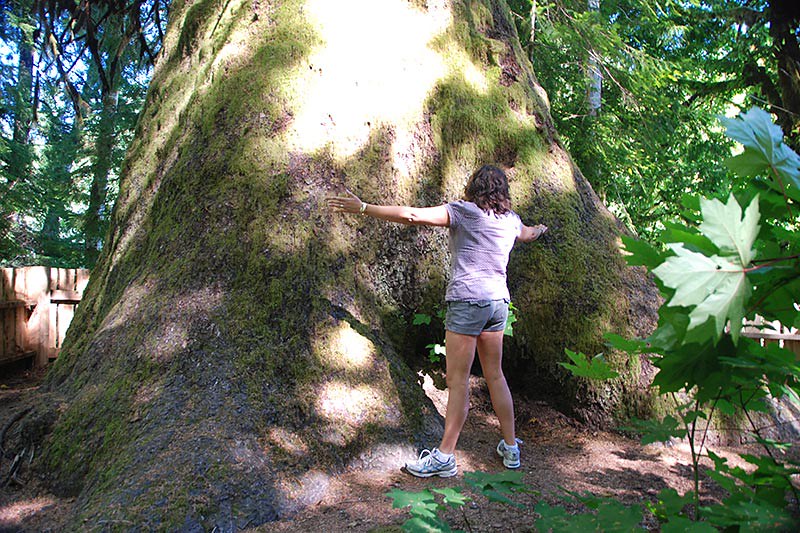 Harris Creek Spruce near Port Renfrew, South Vancouver Island, British Columbia, Canada