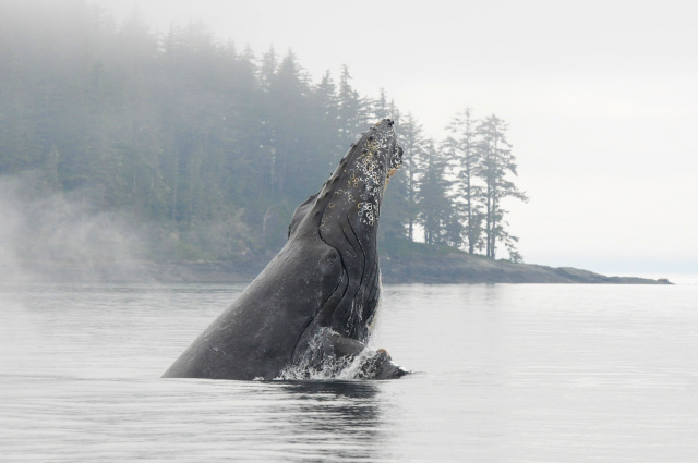 A Spectacular Day of MERS Research on North Vancouver Island, British Columbia. Humpback whale “Zorro” (BCX0380) breaching in Blackfish Sound. Photo by Christie McMillan, MERS.