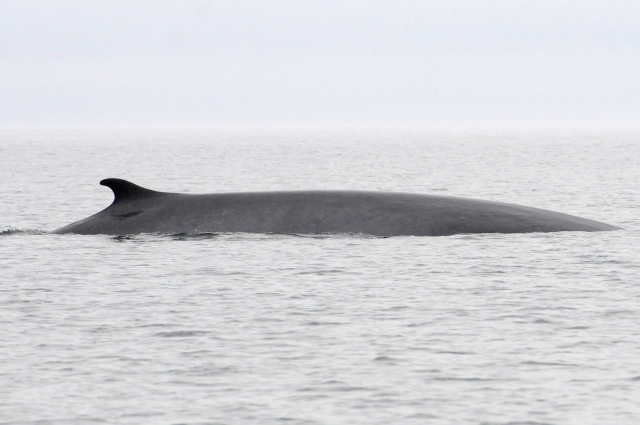 A Spectacular Day of MERS Research on North Vancouver Island, British Columbia. Fin Whale in Queen Charlotte Strait. Photo by Christie McMillan, MERS.