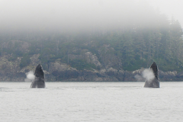 A Spectacular Day of MERS Research on North Vancouver Island, British Columbia. Humpback whales Claw and Zorro Head Lobbing. Photo by Christie McMillan, MERS.