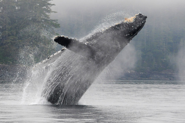 A Spectacular Day of MERS Research on North Vancouver Island, British Columbia. Humpback whale “Claw” breaching. Photo by Christie McMillan, MERS.