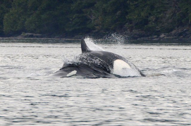 A Spectacular Day of MERS Research on North Vancouver Island, British Columbia. Bigg’s killer whale attacking a Steller sea lion. Photo by Christie McMillan, MERS.