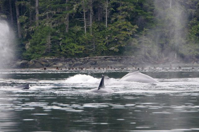 A Spectacular Day of MERS Research on North Vancouver Island, British Columbia. Humpback whales Quartz, Domino and Backsplash. Photo by Christie McMillan, MERS.