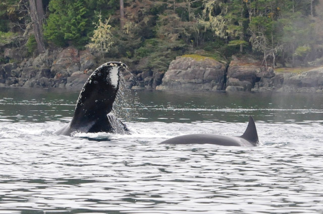 A Spectacular Day of MERS Research on North Vancouver Island, British Columbia. Humpback Whale and Killer Whale. Photo by Christie McMillan, MERS.