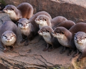 All About Otters, Christine Roper, SpringTide Whale Watching, Victoria, British Columbia