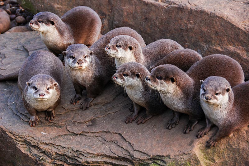 All About Otters, Christine Roper, SpringTide Whale Watching, Victoria, British Columbia