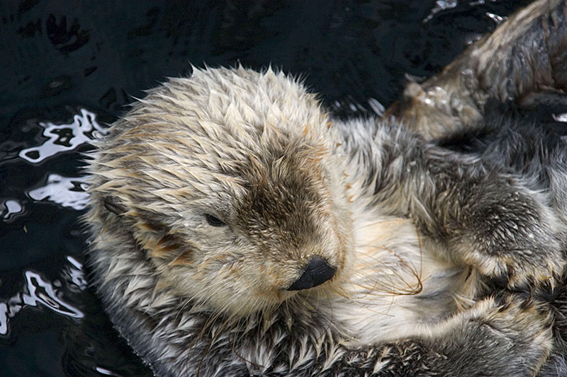 All About Otters, Christine Roper, SpringTide Whale Watching, Victoria, British Columbia