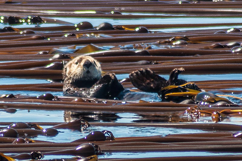 All About Otters, Christine Roper, SpringTide Whale Watching, Victoria, British Columbia
