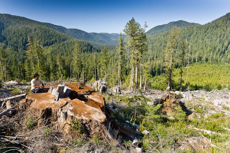 A 14-foot Stump in the Upper Walbran Valley, with Castle Grove in the distant background, Vancouver Island, British Columbia