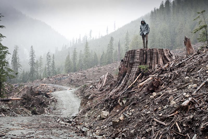 Ancient Forest Alliance, Vancouver Island, British Columbia: Giant Redcedar Stump, Bugaboo Creek, Gordon River Valley