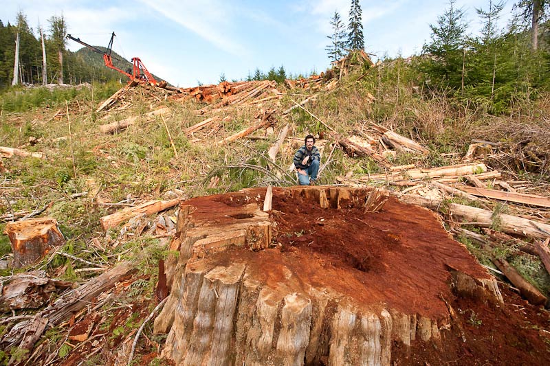 Ancient Forest Alliance, Vancouver Island, British Columbia: Giant Redcedar Stump, Gordon River Valley