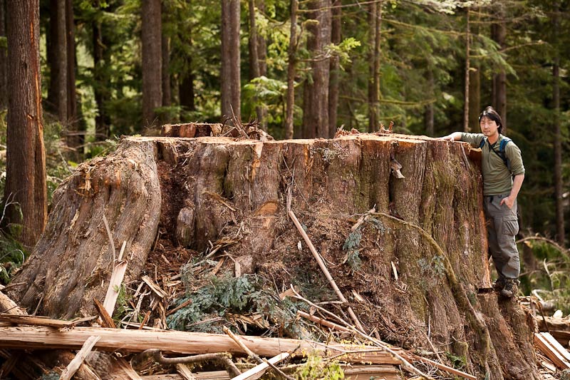 Ancient Forest Alliance, Vancouver Island, British Columbia: Giant Redcedar Stump, Gordon River Valley