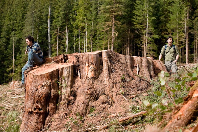 Ancient Forest Alliance, Vancouver Island, British Columbia: Giant Redcedar Stump, Gordon River Valley