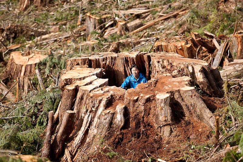 Ancient Forest Alliance, Vancouver Island, British Columbia: Giant Redcedar Stump, Gordon River Valley