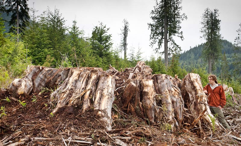Ancient Forest Alliance, Vancouver Island, British Columbia: Giant Redcedar Stump, Gordon River Valley