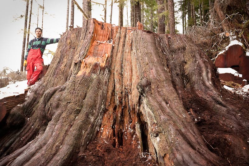 Ancient Forest Alliance, Vancouver Island, British Columbia: Giant Redcedar Stump, Gordon River Valley