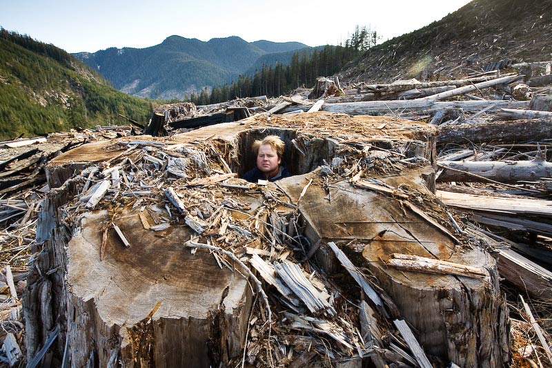 Ancient Forest Alliance, Vancouver Island, British Columbia: Giant Redcedar Stump, Gordon River Valley