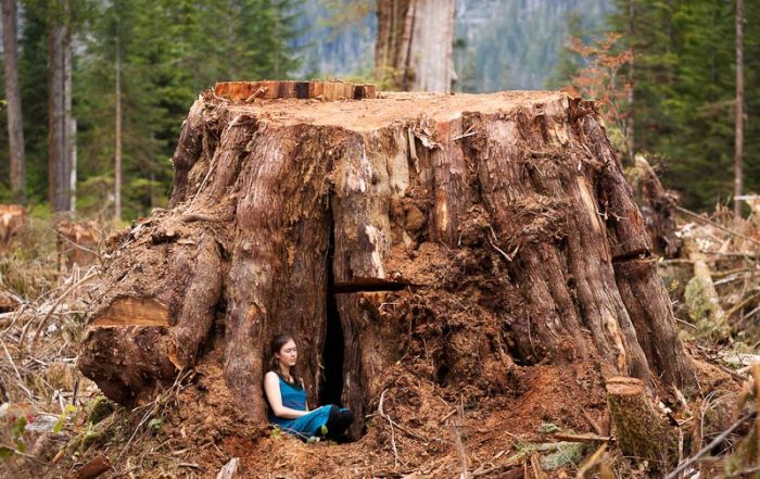 Ancient Forest Alliance, Vancouver Island, British Columbia: Giant Redcedar Stump, Klanawa Valley