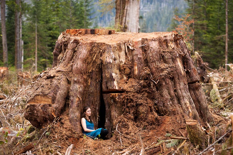 Ancient Forest Alliance, Vancouver Island, British Columbia: Giant Redcedar Stump, Klanawa Valley