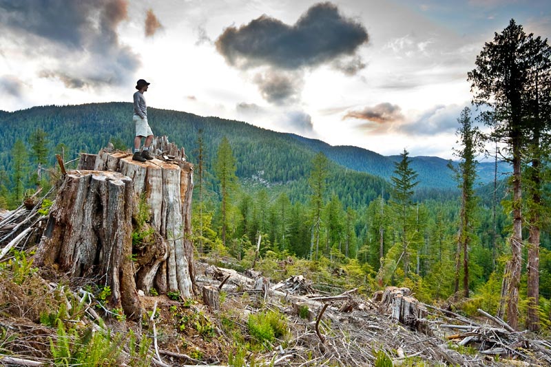 Ancient Forest Alliance, Vancouver Island, British Columbia: Redcedar Stump, Walbran Valley