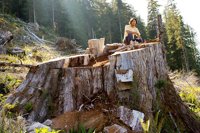 Ancient Forest Alliance, Vancouver Island, British Columbia: Giant Redcedar Stump, Walbran Valley