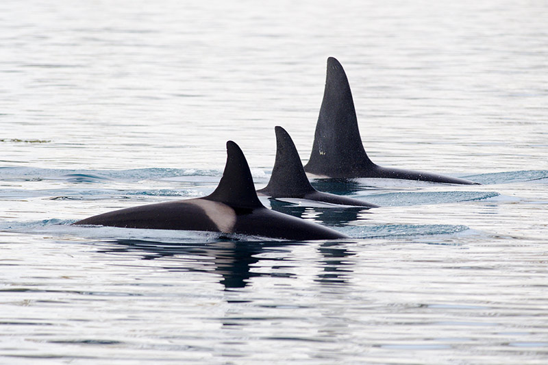 Orca Family, Bamberton proposed LNG Plant by the Malahat First Nation, Victoria, Vancouver Island, British Columbia