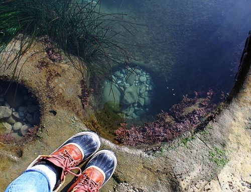 The Intertidal Magic of Botanical Beach
