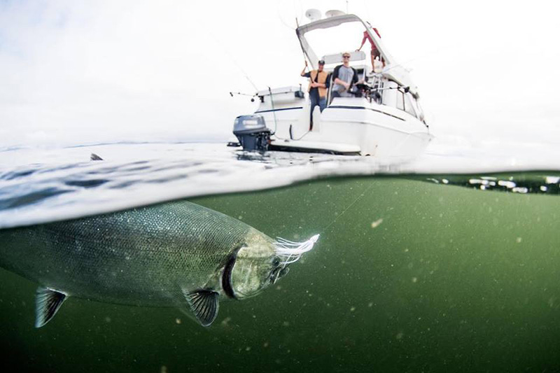 Cameron Ocean Adventures, Whale Watching and Fishing in Ucluelet, Vancouver Island, British Columbia. Photo: Kyler Vos, Tofino, BC