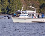 Cameron Ocean Adventures, Whale Watching and Fishing in Ucluelet, Vancouver Island, British Columbia