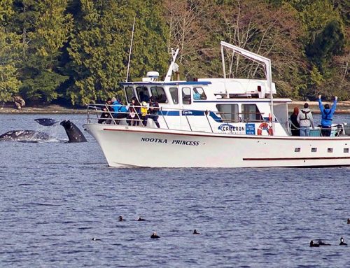 Whale Watching and Fishing in Ucluelet, BC