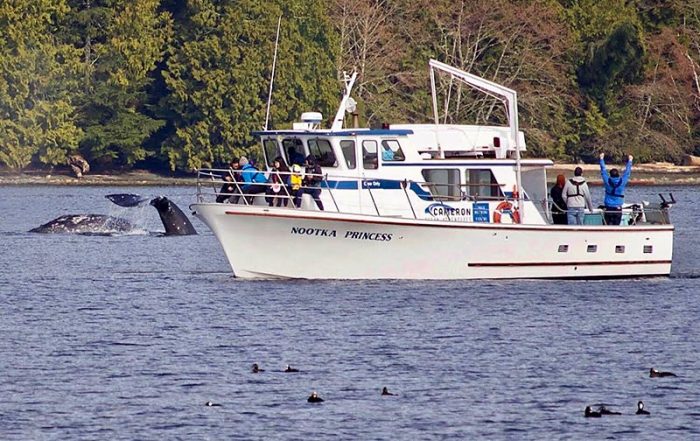 Cameron Ocean Adventures, Whale Watching and Fishing in Ucluelet, Vancouver Island, British Columbia