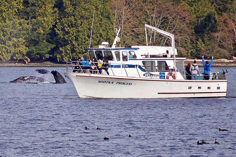 Cameron Ocean Adventures, Whale Watching and Fishing in Ucluelet, Vancouver Island, British Columbia