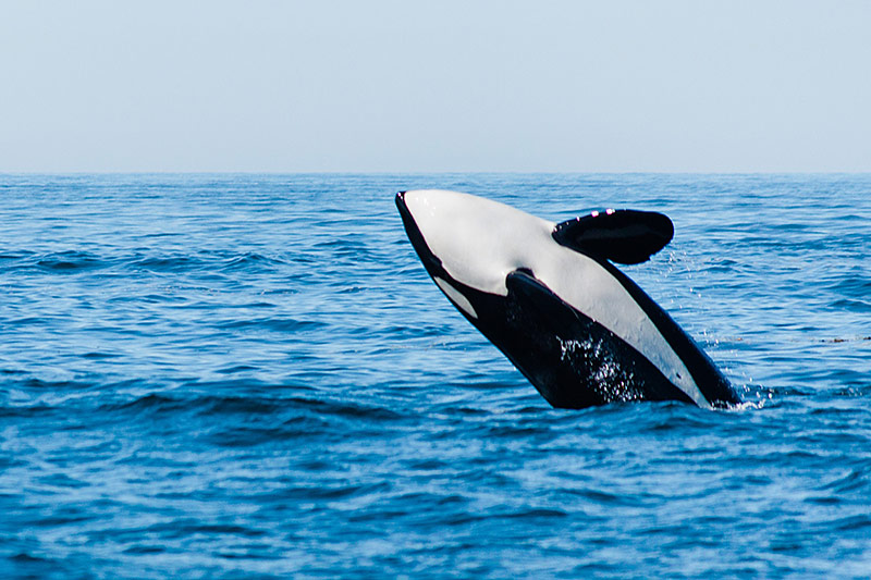 Cameron Ocean Adventures, Whale Watching and Fishing in Ucluelet, Vancouver Island, British Columbia