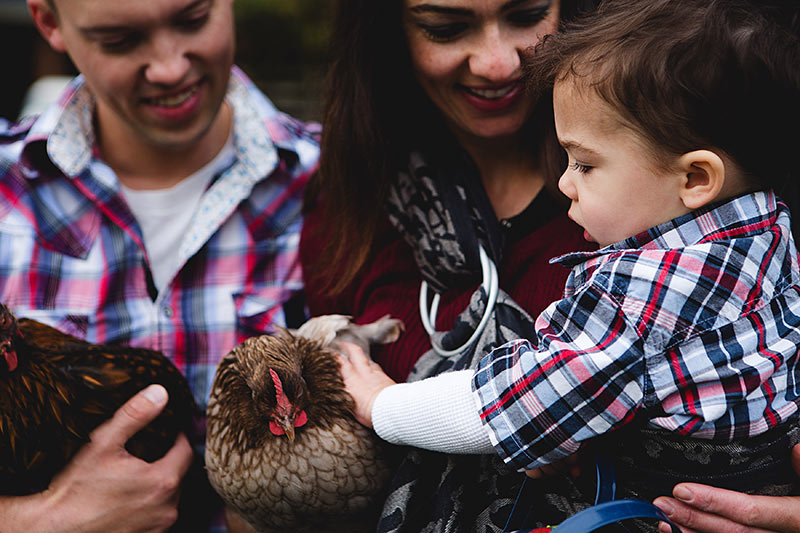 Chicken and Bee Rentals soon for Victoria Backyard Farmers, Bees Please Farms Victoria, Vancouver Island, British Columbia. Chickens for backyard urban farmers.