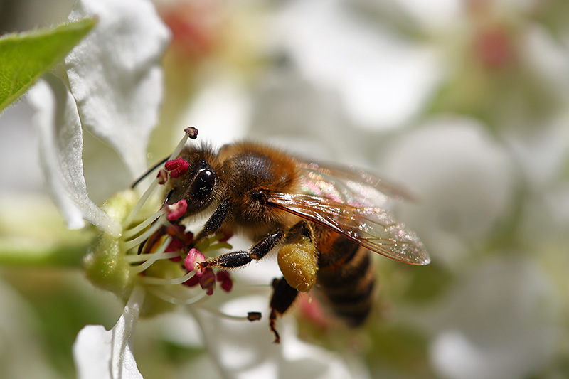 Chicken and Bee Rentals soon for Victoria Backyard Farmers, Bees Please Farms Victoria, Vancouver Island, British Columbia. Honey bee harvesting pollen.
