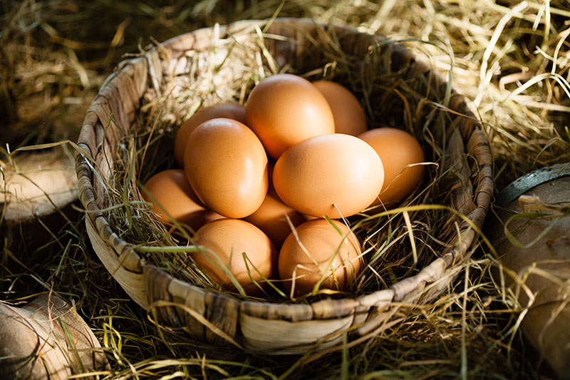 Chicken and Bee Rentals soon for Victoria Backyard Farmers, Bees Please Farms Victoria, Vancouver Island, British Columbia. Organic backyard eggs.