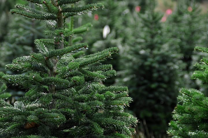 christmas-trees-victoria-vancouver-island-british-columbia-720x478