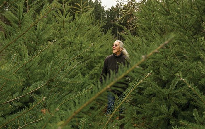 Cut your Christmas Tree the old-fashioned way at Wintercreek U-Cut Christmas Tree Farm, Metchosin, Victoria, Vancouver Island, British Columbia