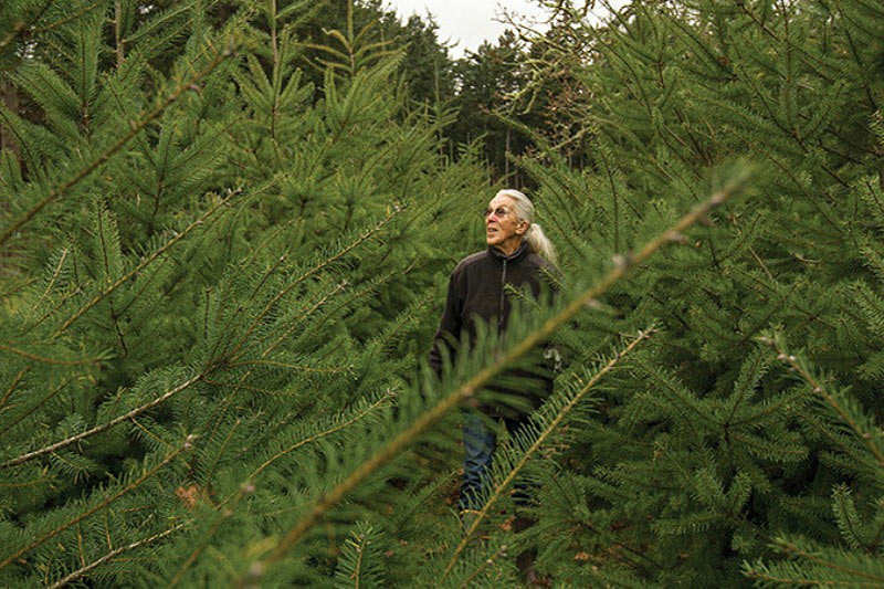 Cut your Christmas Tree the old-fashioned way at Wintercreek U-Cut Christmas Tree Farm, Metchosin, Victoria, Vancouver Island, British Columbia