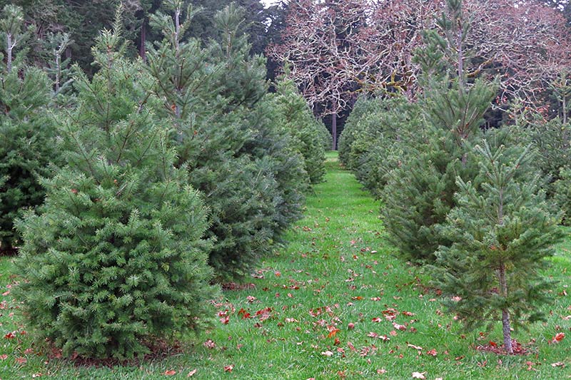 Cut your Christmas Tree the old-fashioned way at Wintercreek U-Cut Christmas Tree Farm, Metchosin, Victoria, Vancouver Island, British Columbia