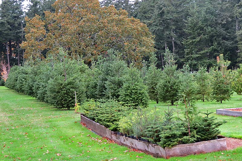 Cut your Christmas Tree the old-fashioned way at Wintercreek U-Cut Christmas Tree Farm, Metchosin, Victoria, Vancouver Island, British Columbia