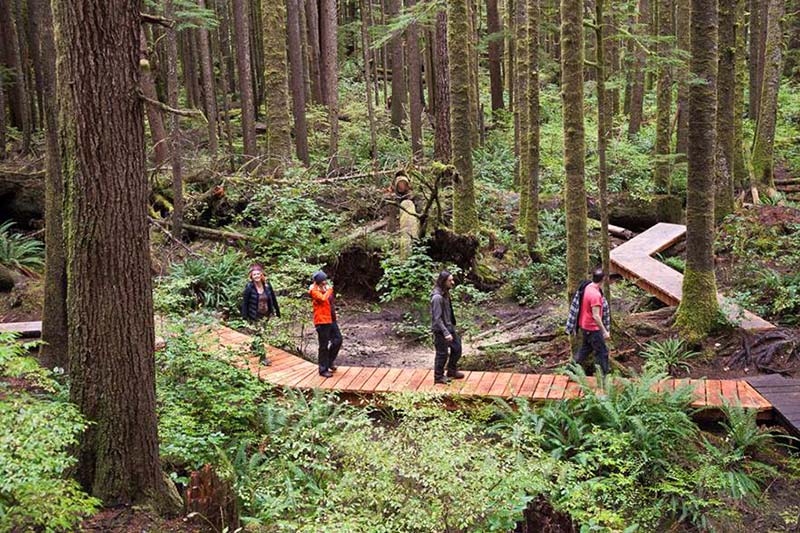Doing the Boardwalk at Avatar Grove in Port Renfrew, Vancouver Island, British Columbia