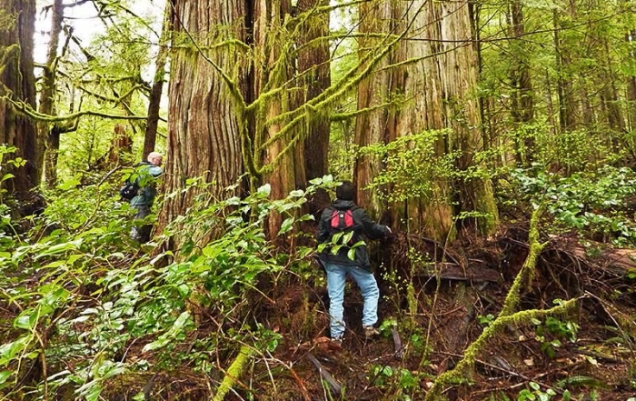 Doing the Boardwalk at Avatar Grove in Port Renfrew, Vancouver Island, British Columbia