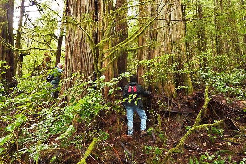 Doing the Boardwalk at Avatar Grove in Port Renfrew, Vancouver Island, British Columbia