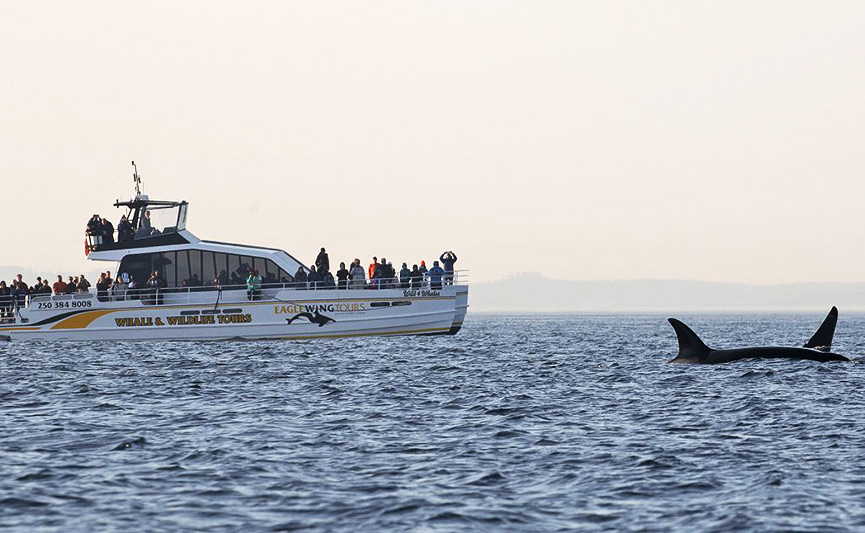 Eagle Wing Tours Whale Watching, Victoria, Vancouver Island, British Columbia