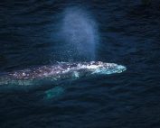 Gray-Whale-off-Vancouver-Island-British-Columbia-Canada