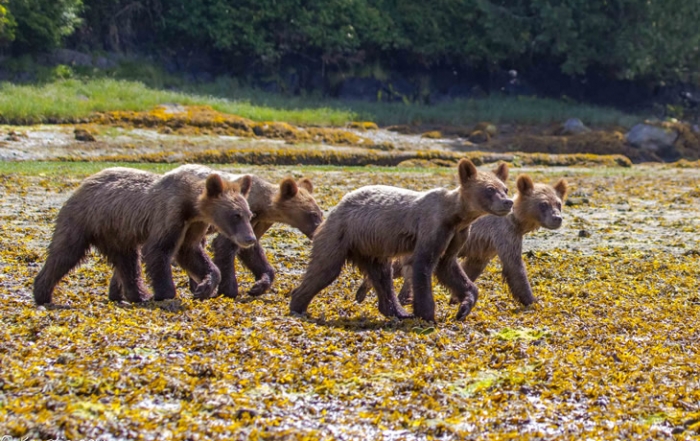 grizzly-bears-tide -rip-grizzly-adventures-vancouver-island-730x487